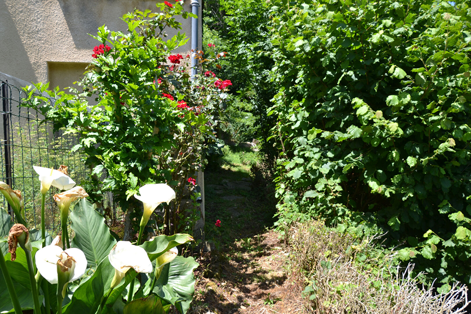 Photo Courniou Hérault dans joli hameau maison T5 avec cour et  bâtisse en pierre image 4/6