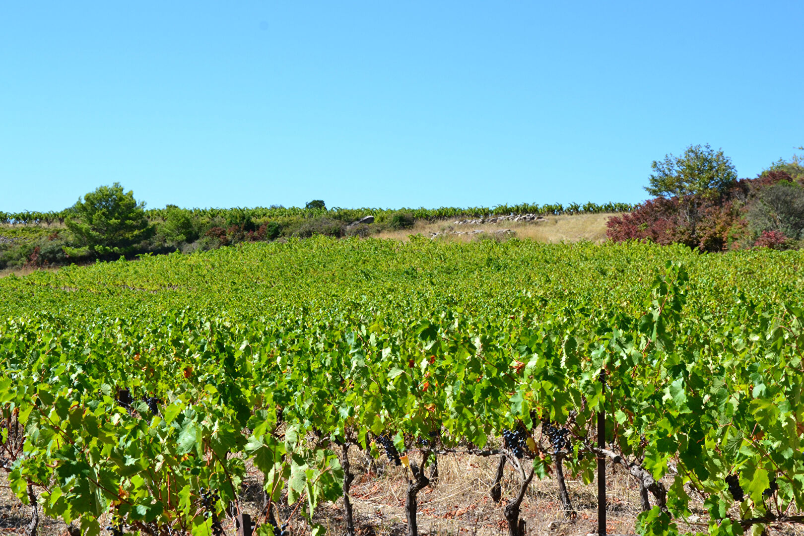 Photo Maison  de 5 piéces hameau de Siran en Minervois 34210  avec 1360 m² de terrain image 2/6