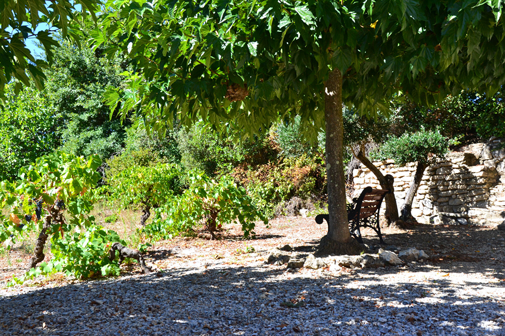Photo Maison  de 5 piéces hameau de Siran en Minervois 34210  avec 1360 m² de terrain image 5/6