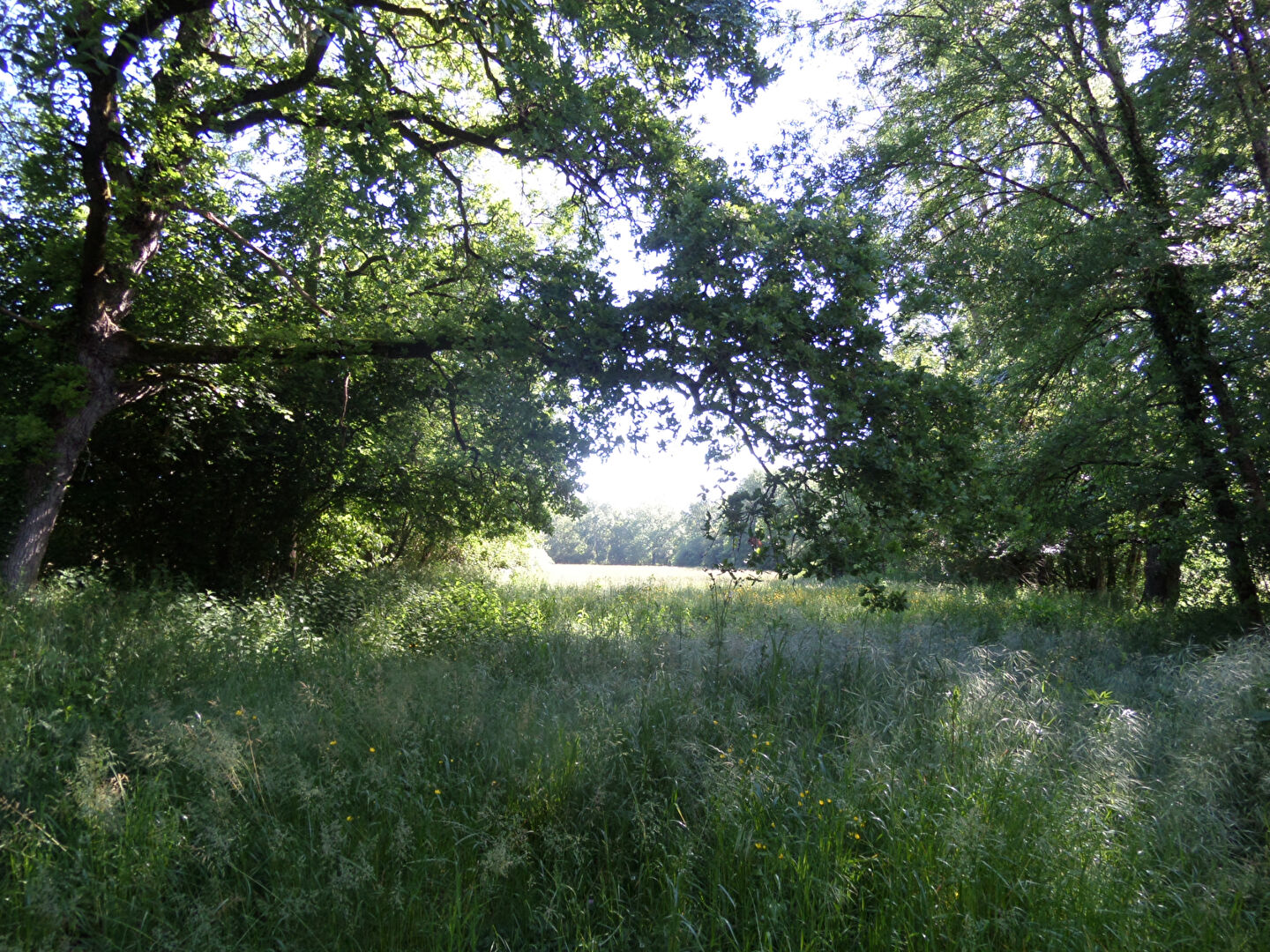 Photo Terrain  20330 m2 image 4/4