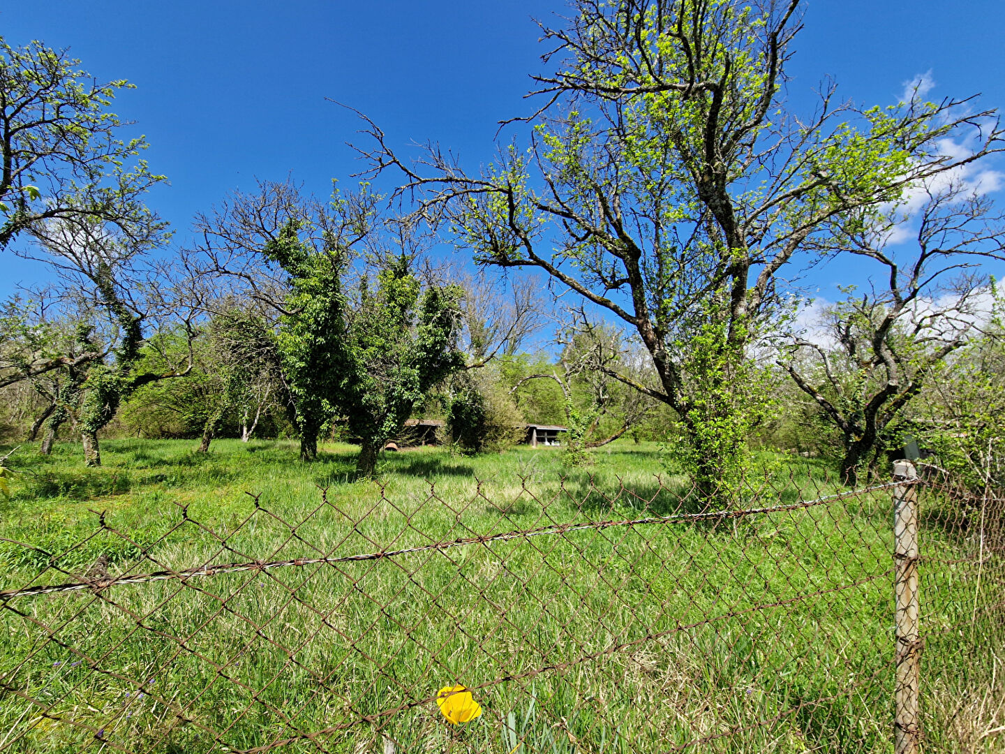 Photo Terrain 1300m² image 4/4