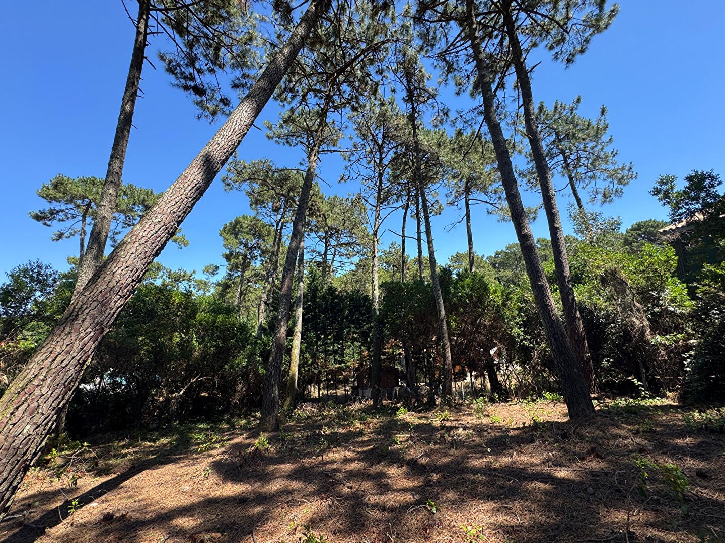 Lege Cap Ferret (33950) - Le Canon - Terrain constructible - 1168 m² - SHON 252 m²