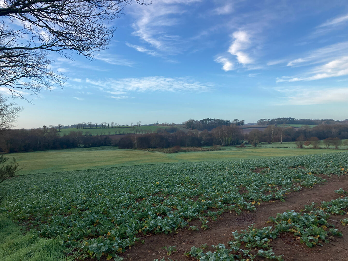 TERRAIN AGRICOLE PLUVIGNER
