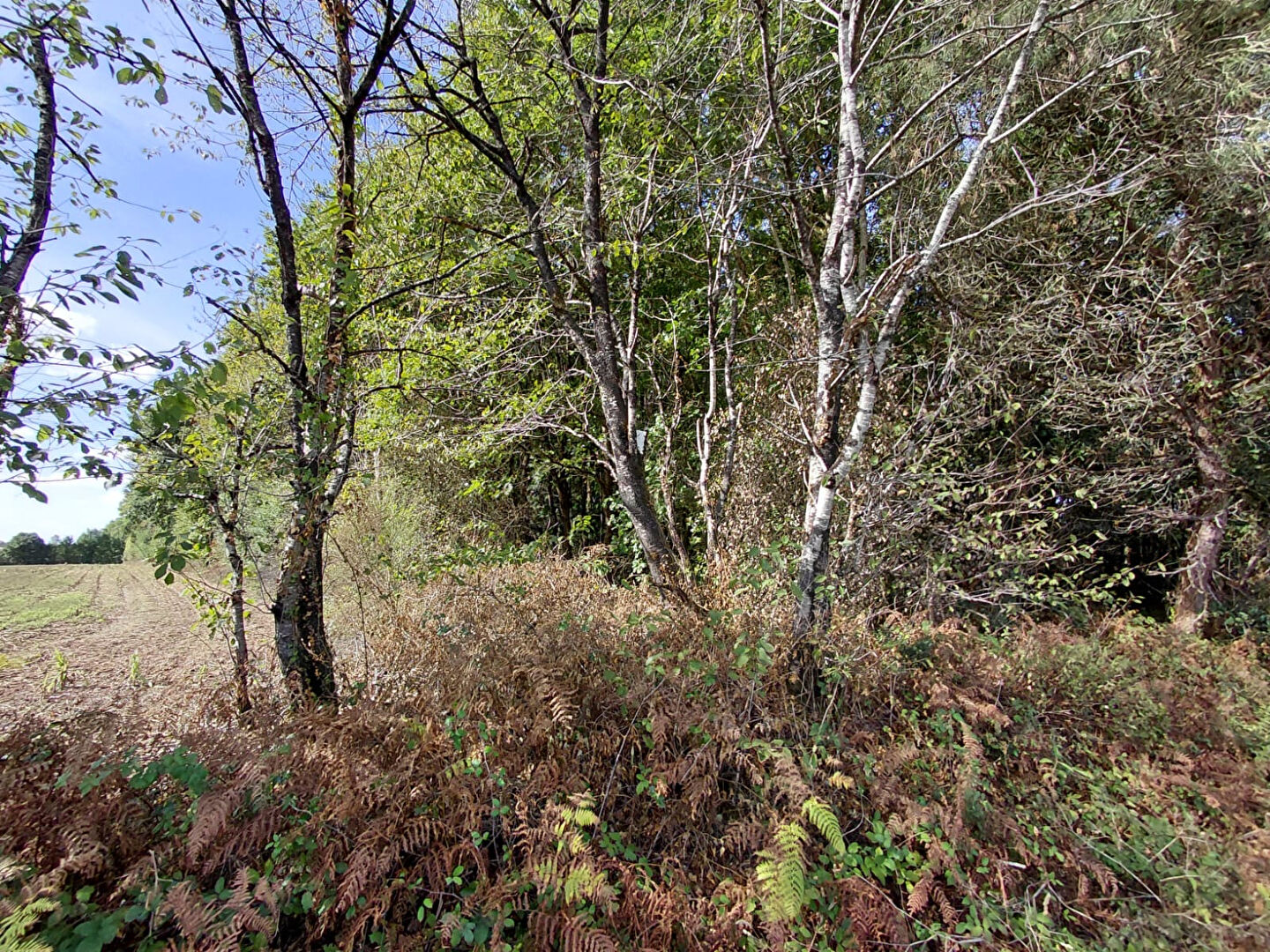 Vente terrain la garnache : vue 1 Vente terrain la garnache : vue 1 - Rocher Immobilier
