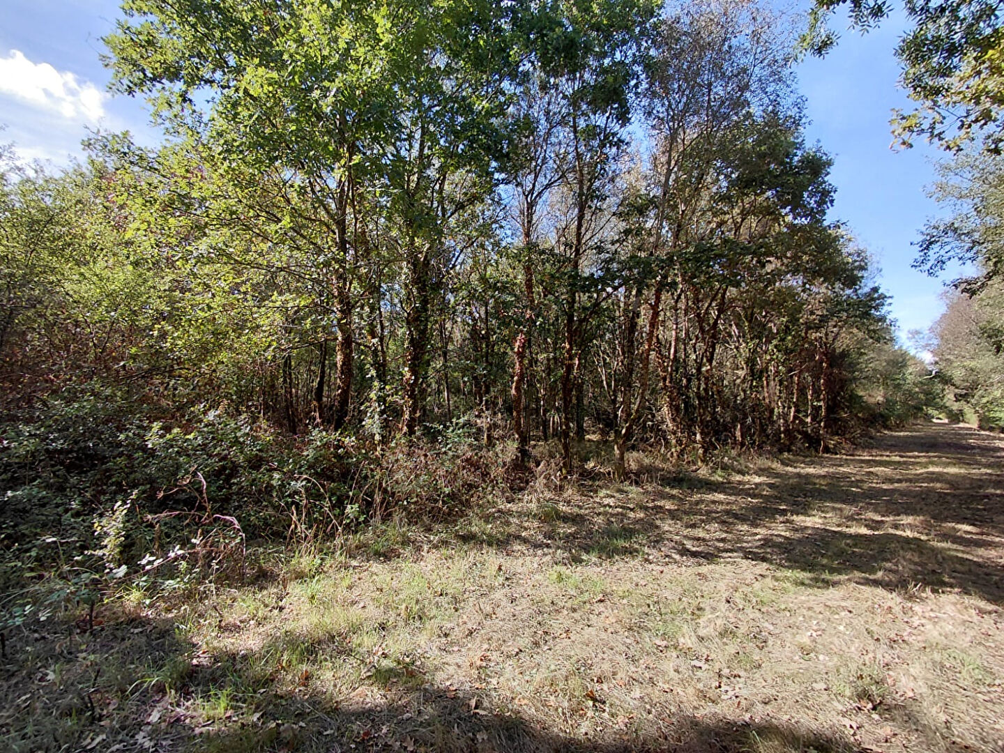Vente terrain la garnache : vue 0 - Rocher Immobilier