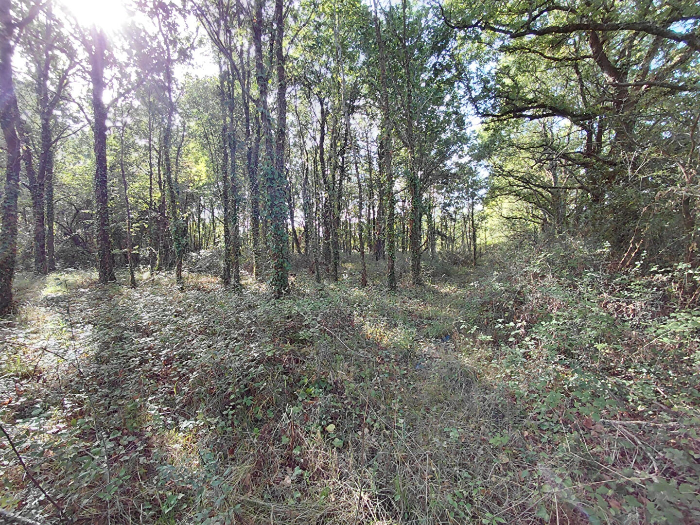 Vente terrain challans : vue 1 Vente terrain challans : vue 1 - Rocher Immobilier