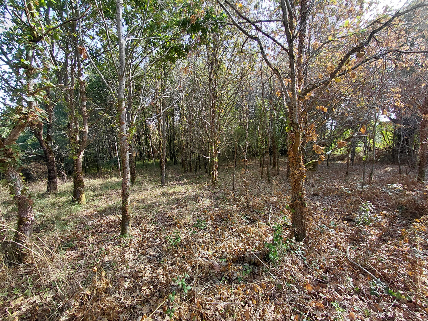 Vente terrain challans : vue 2 Vente terrain challans : vue 2 - Rocher Immobilier