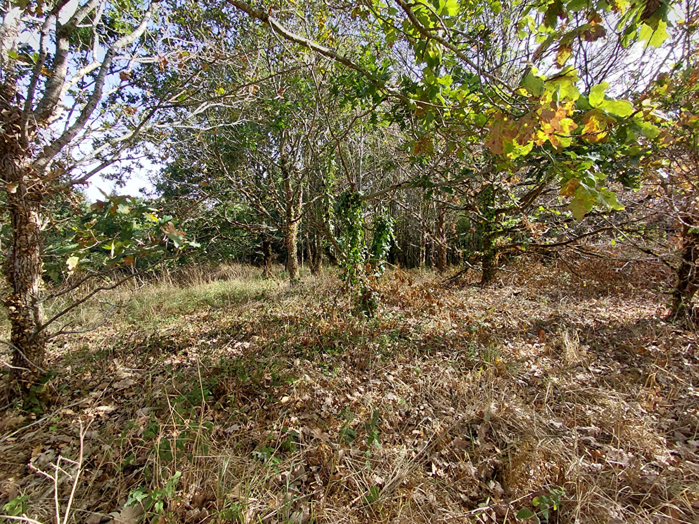 Vente terrain challans : vue 3 Vente terrain challans : vue 3 - Rocher Immobilier