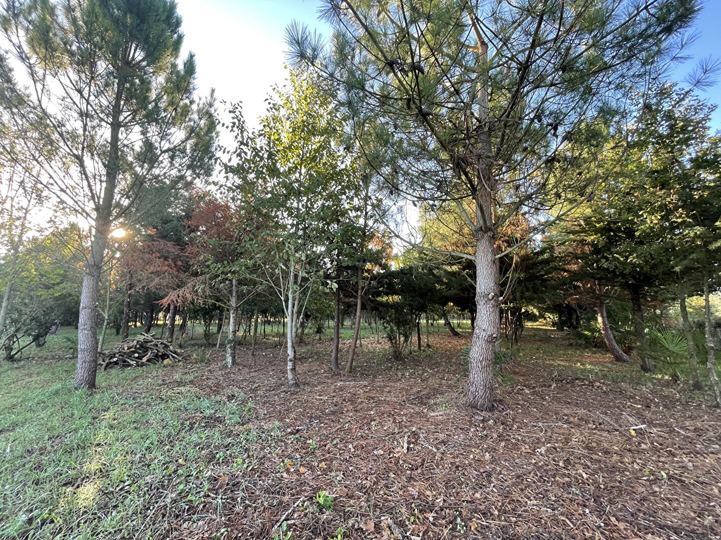 Vente terrain la garnache : vue 4 Vente terrain la garnache : vue 4 - Rocher Immobilier