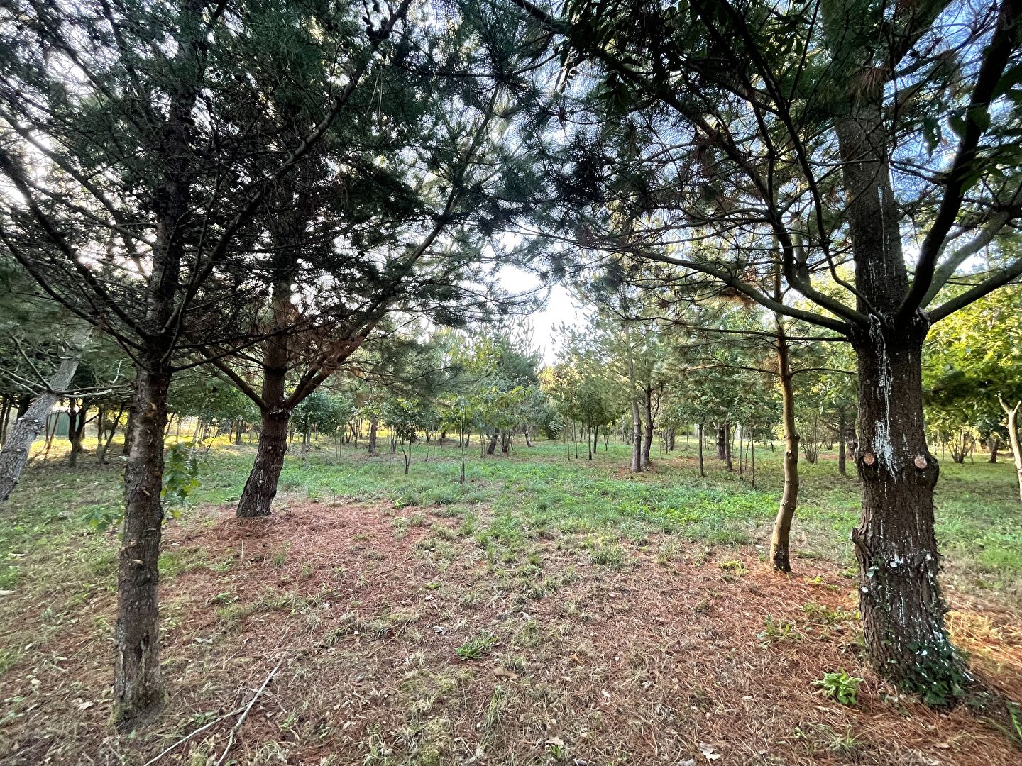 Vente terrain la garnache : vue 5 Vente terrain la garnache : vue 5 - Rocher Immobilier