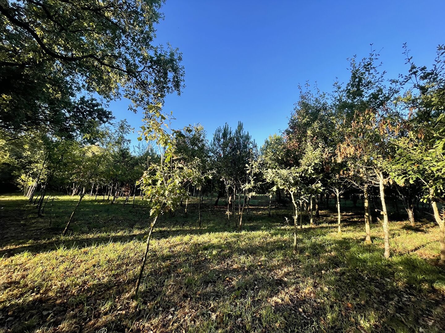 Vente terrain la garnache : vue 7 Vente terrain la garnache : vue 7 - Rocher Immobilier