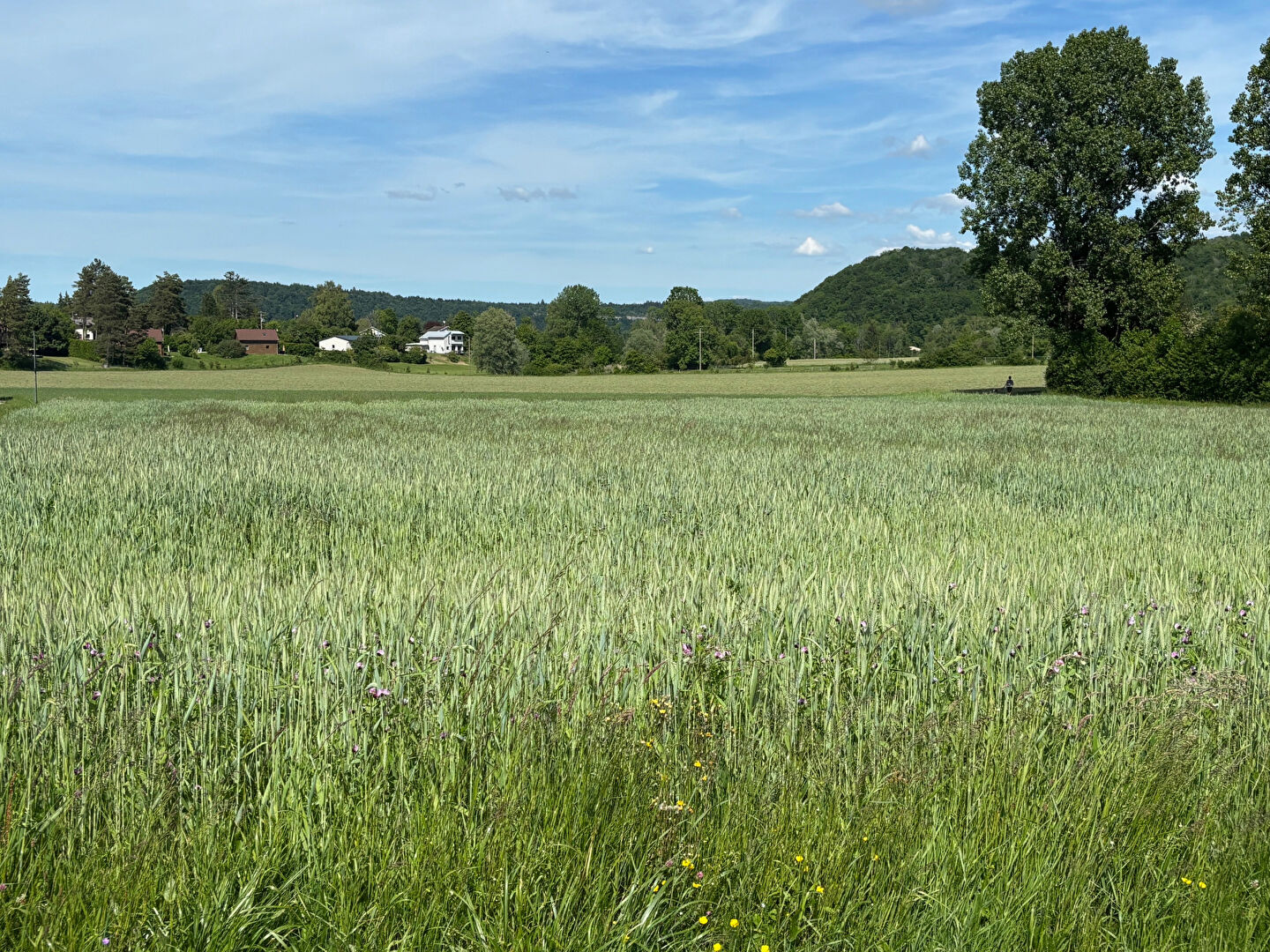 Terrain Doucier 1640 m2 - Zone artisanale et commerciale