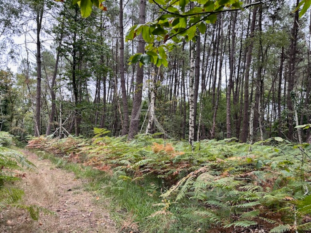 Parcelle forestière La Breille Les Pins