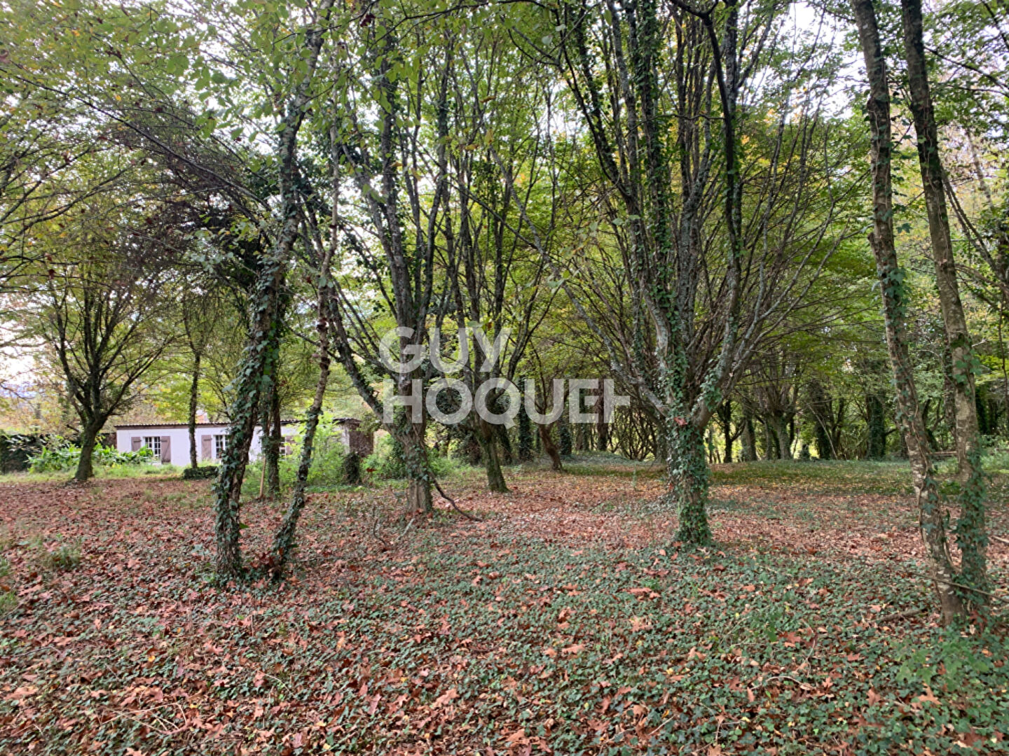 Maison à rénover avec terrain arboré de plus d'un hectare