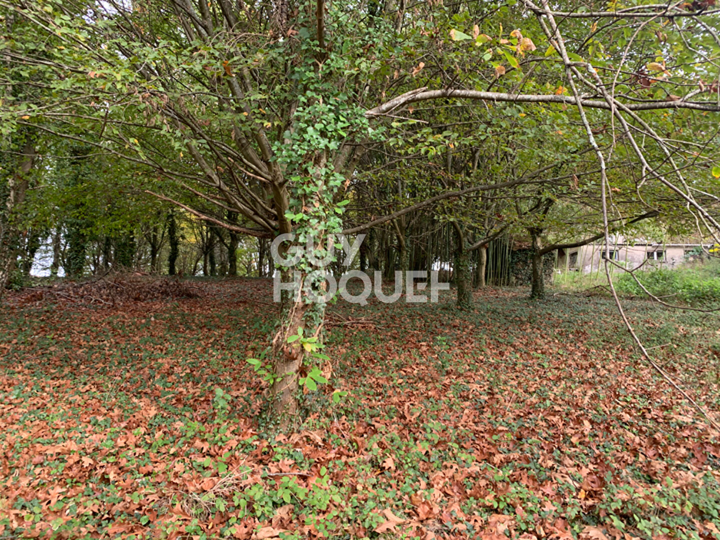 Maison à rénover avec terrain arboré de plus d'un hectare