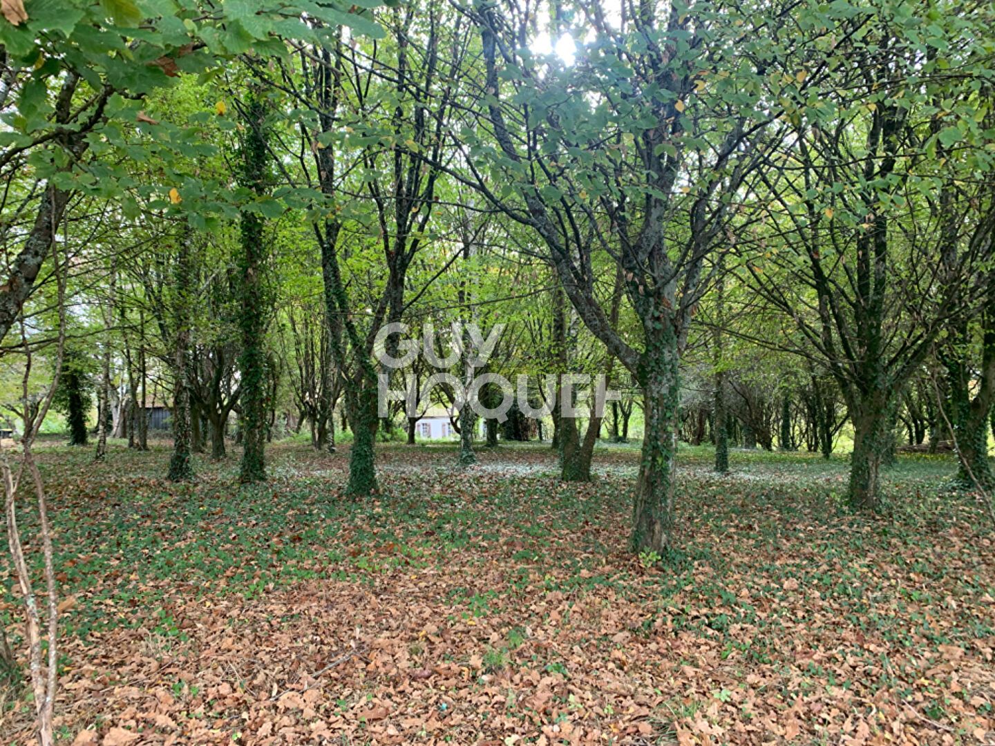 Terrain Castillon (canton D Arthez De Bearn) 2350 m2