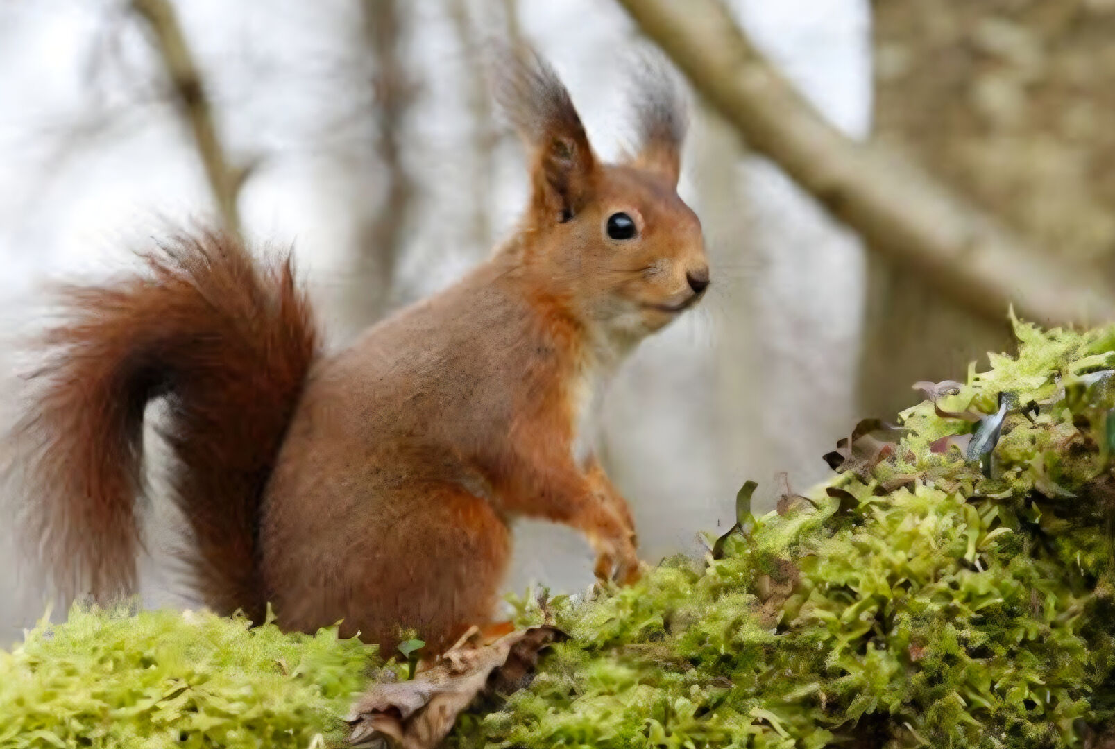 Agence immobilière de GROUPE LEGENDRE IMMOBILIER - GROUPE LEGENDRE IMMOBILIER - HERBLAY SUR SEINE