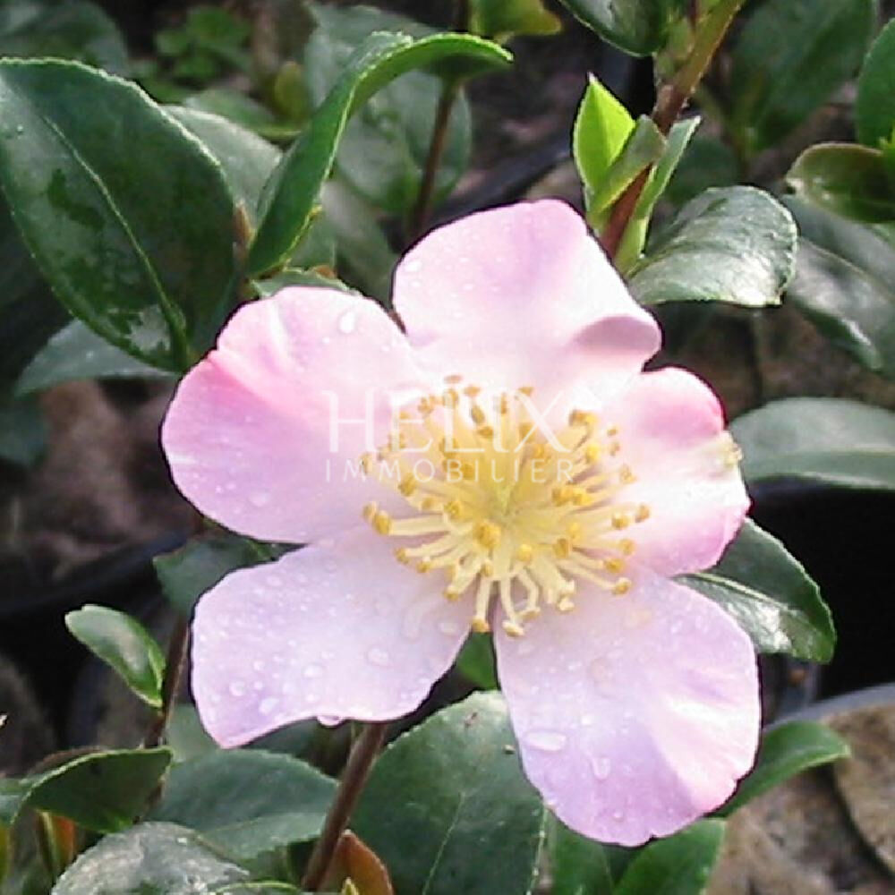 Photo Superbe appartement 