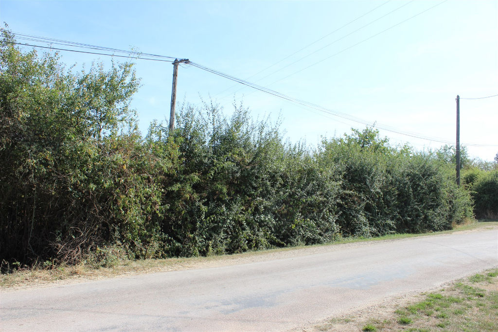 Photo Terrain Venouse 1054 m2 image 4/6