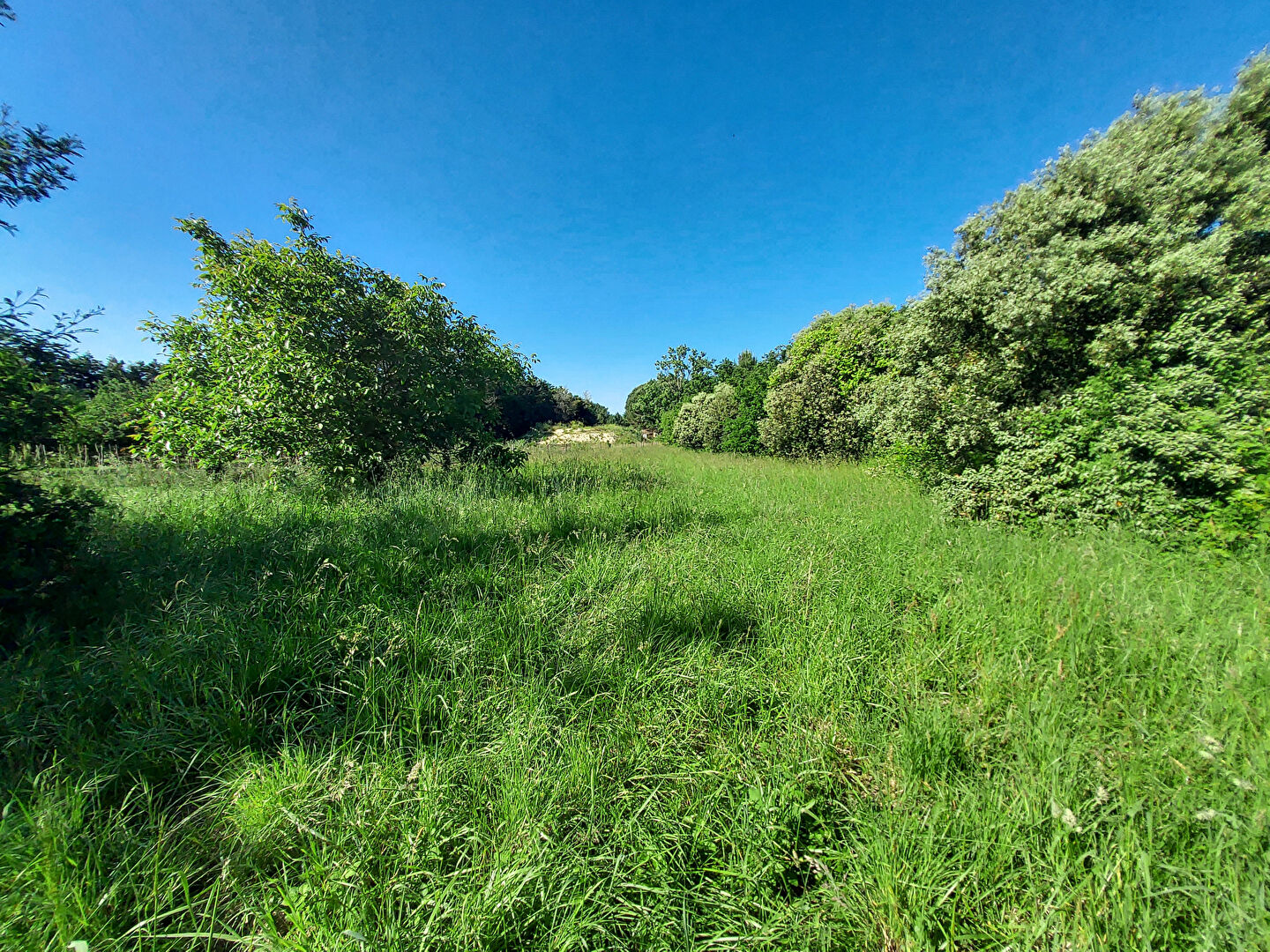 Photo Côte Ouest - Terrain à bâtir 5482m² image 6/6