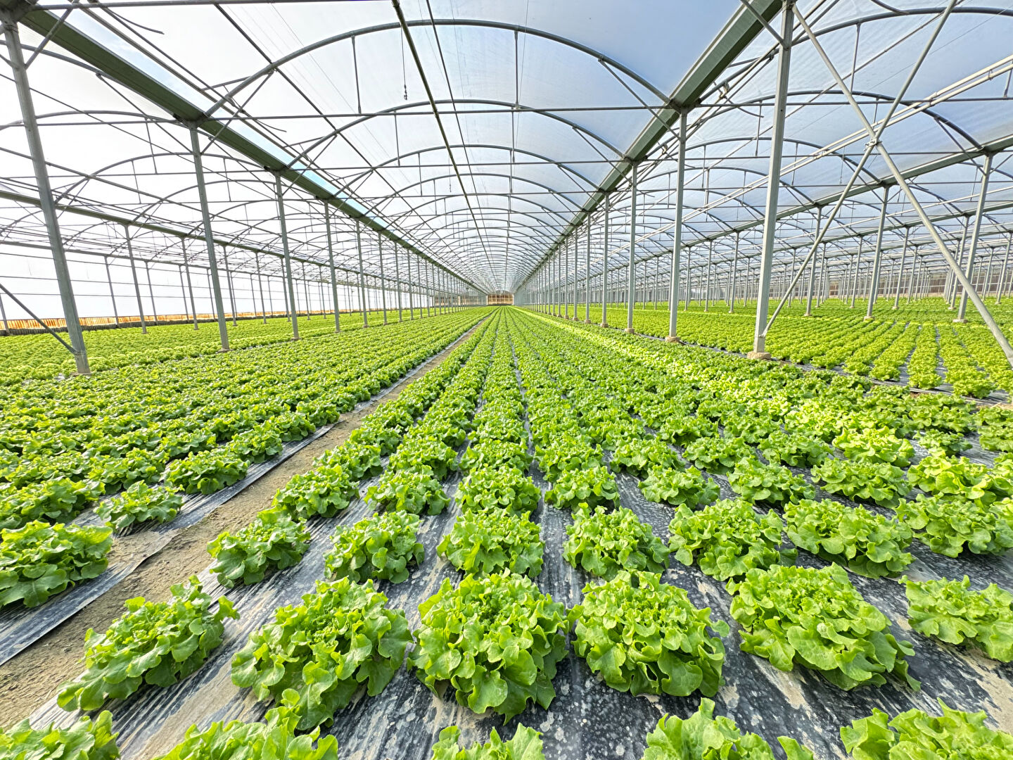 Photo Domaine agricole Bompas 18 000 m2 image 4/5