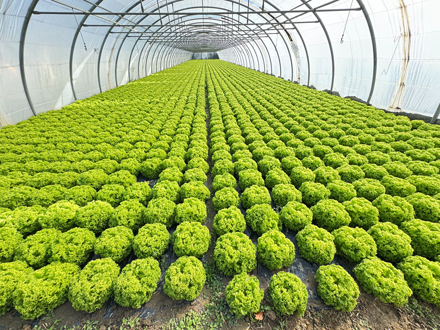 Domaine agricole Villelongue de la Salanque 13 600 m2