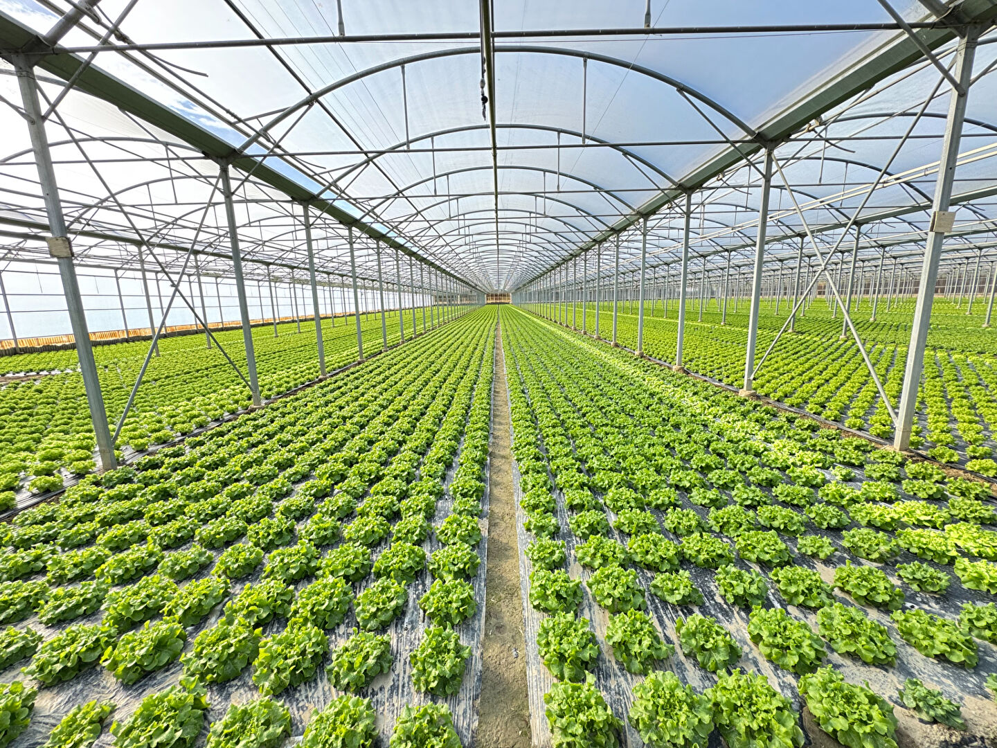 Domaine agricole Bompas et Villelongue de la Salanque 31000 m2