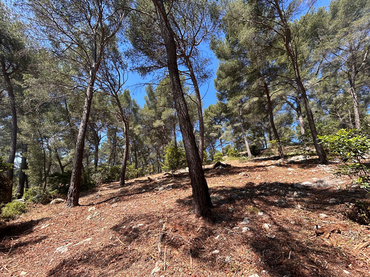 Photo Terrain Cassis 1638 m2 image 1/4