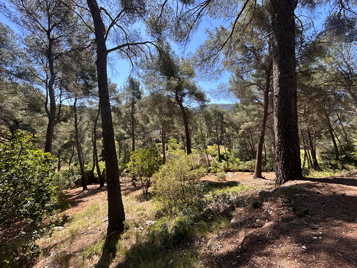 Photo Terrain Cassis 1638 m2 image 4/4