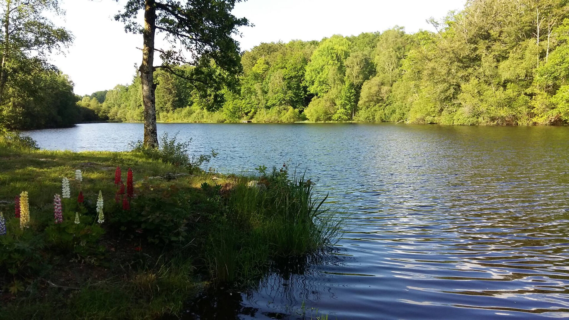 Property in Haute-Vienne, Nouvelle-Aquitaine, featuring a serene lake surrounded by lush greenery and trees.