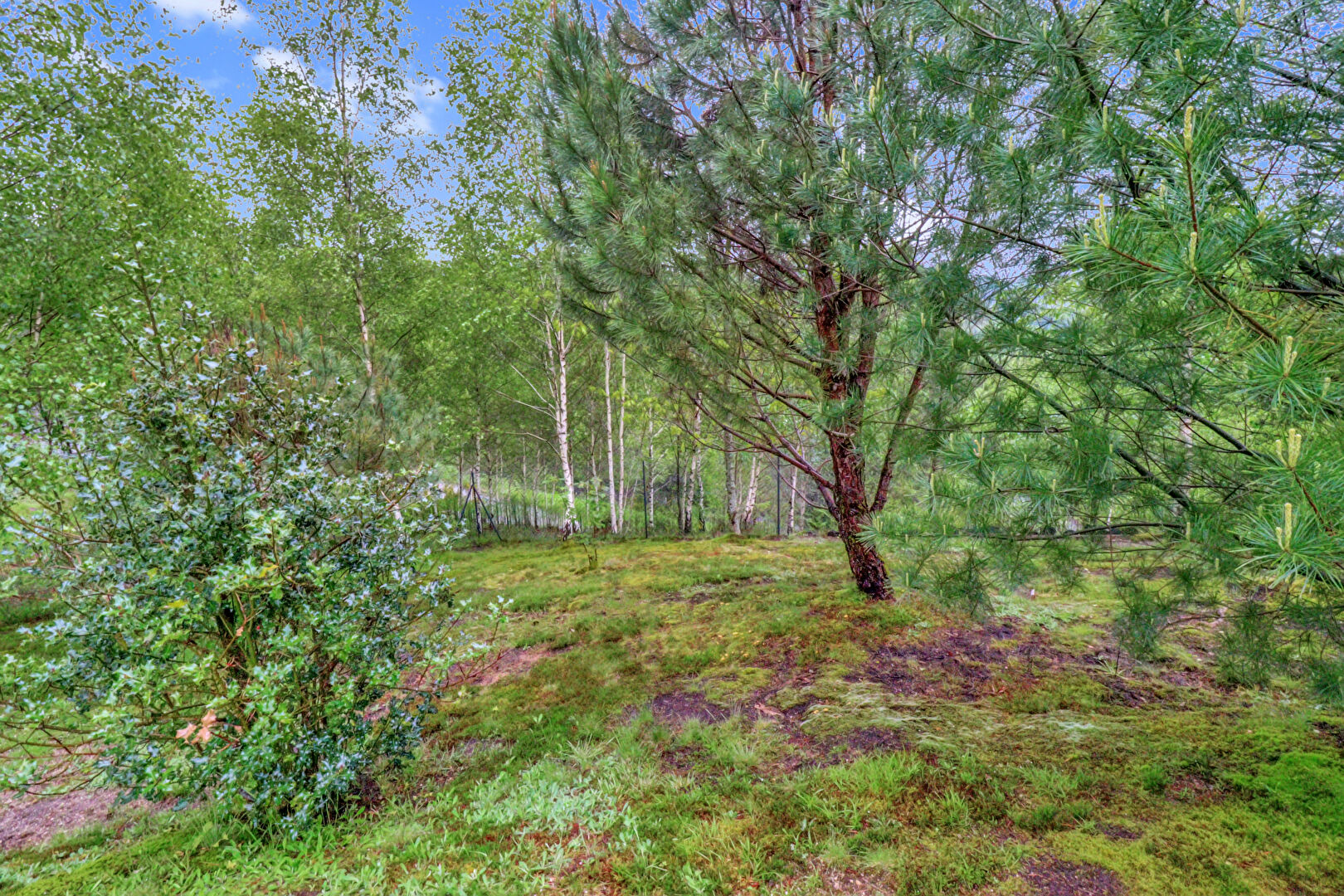 Photo CORREZE. Proche EGLETONS. Maison d'architecte avec 4 chambres, garage et jardin de 1588m2. image 5/6
