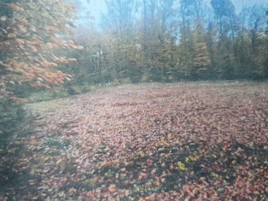 Property in Corrèze, Nouvelle-Aquitaine, with a spacious garden surrounded by trees and autumn foliage.