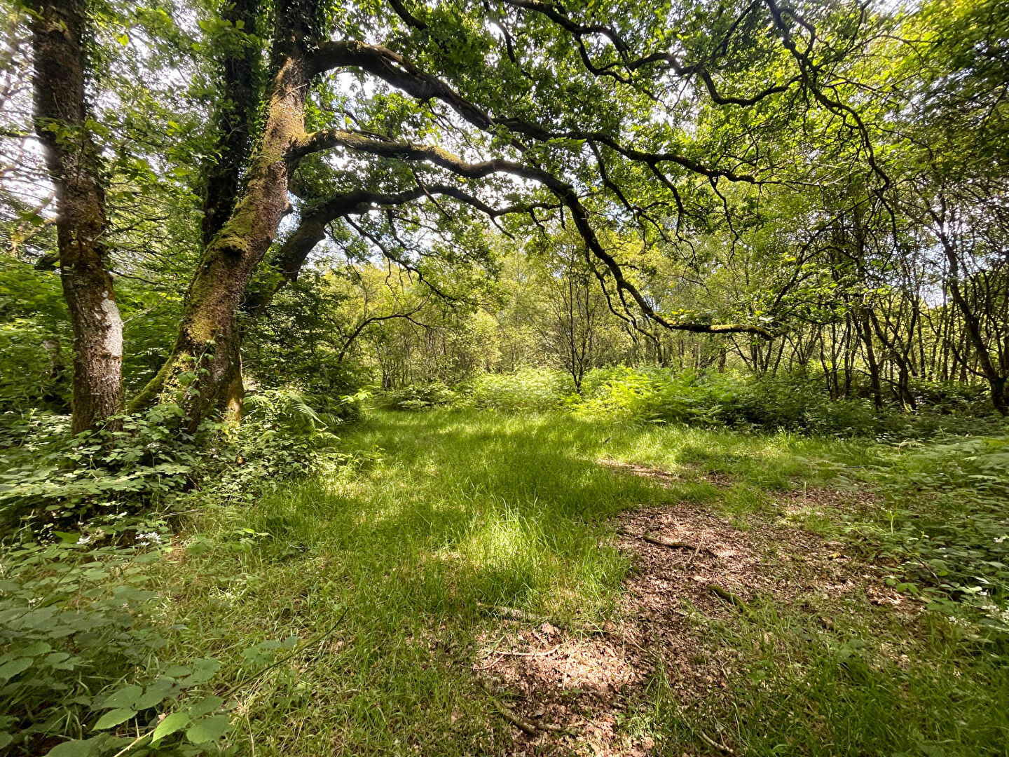 Photo CÔTES D'ARMOR: Plourac'h. Longère en pierre de 4 chambres, gîte, 4,5 ha de terrain et étang de loisirs. image 4/6