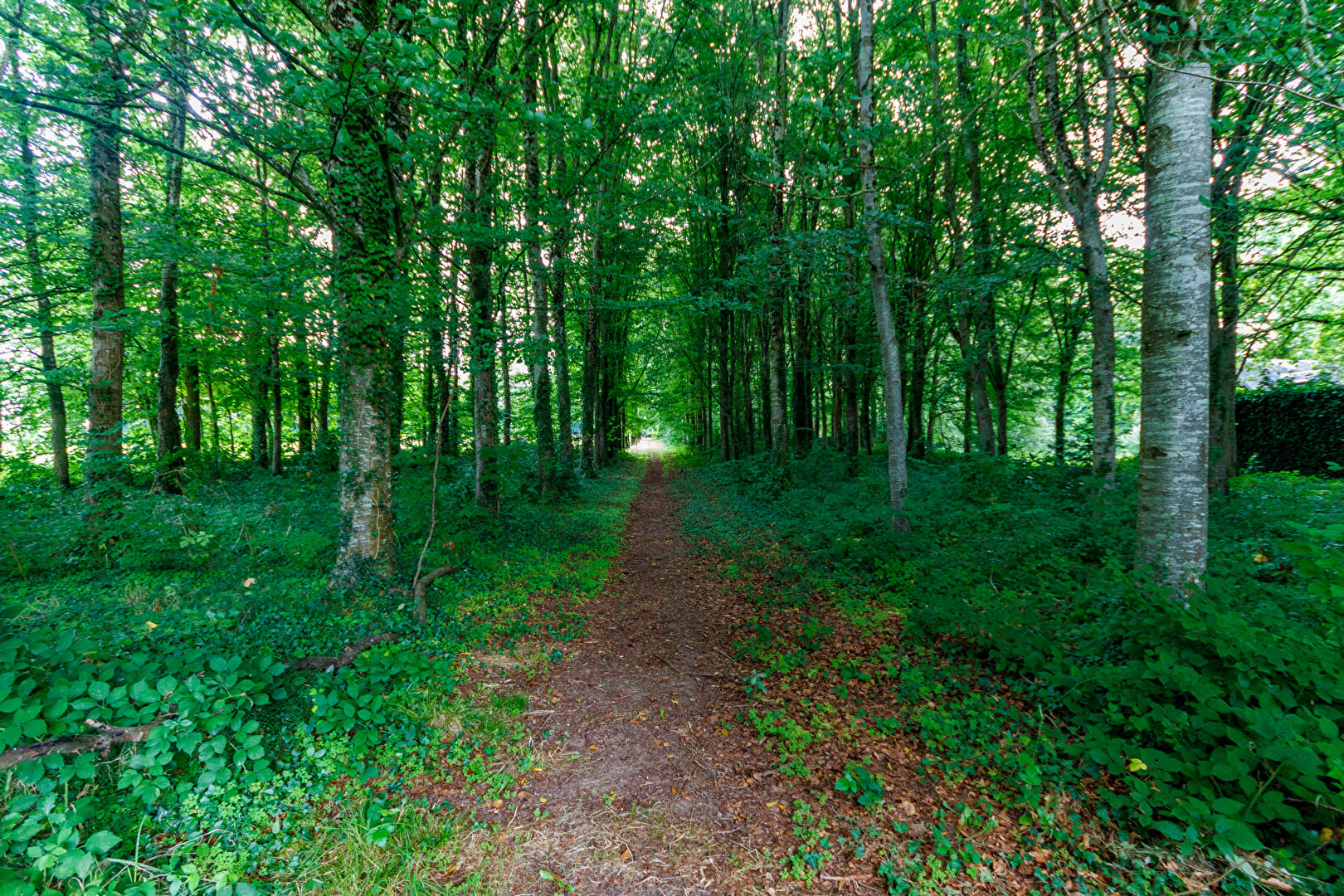 Photo MANCHE: Proches de Saint-Hilaire-du-Harcouët - Magnifique château du XVIII siècle avec dépendances et parc paysager sur 4 hectares image 3/6
