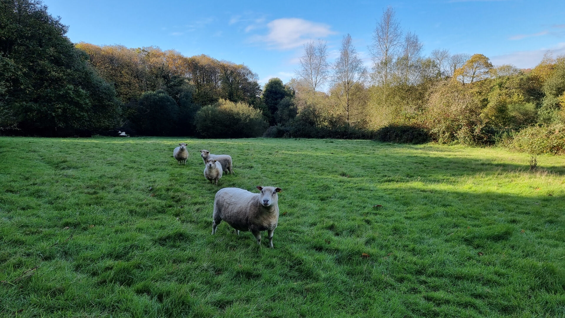 House in Meneac - Image 2