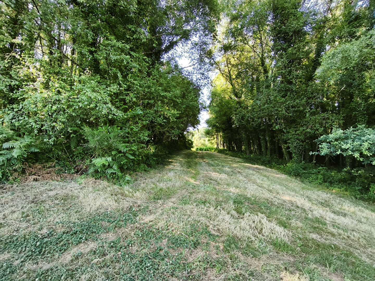 Property in Morbihan, Brittany featuring a natural wooded area with lush greenery and open grassy space.