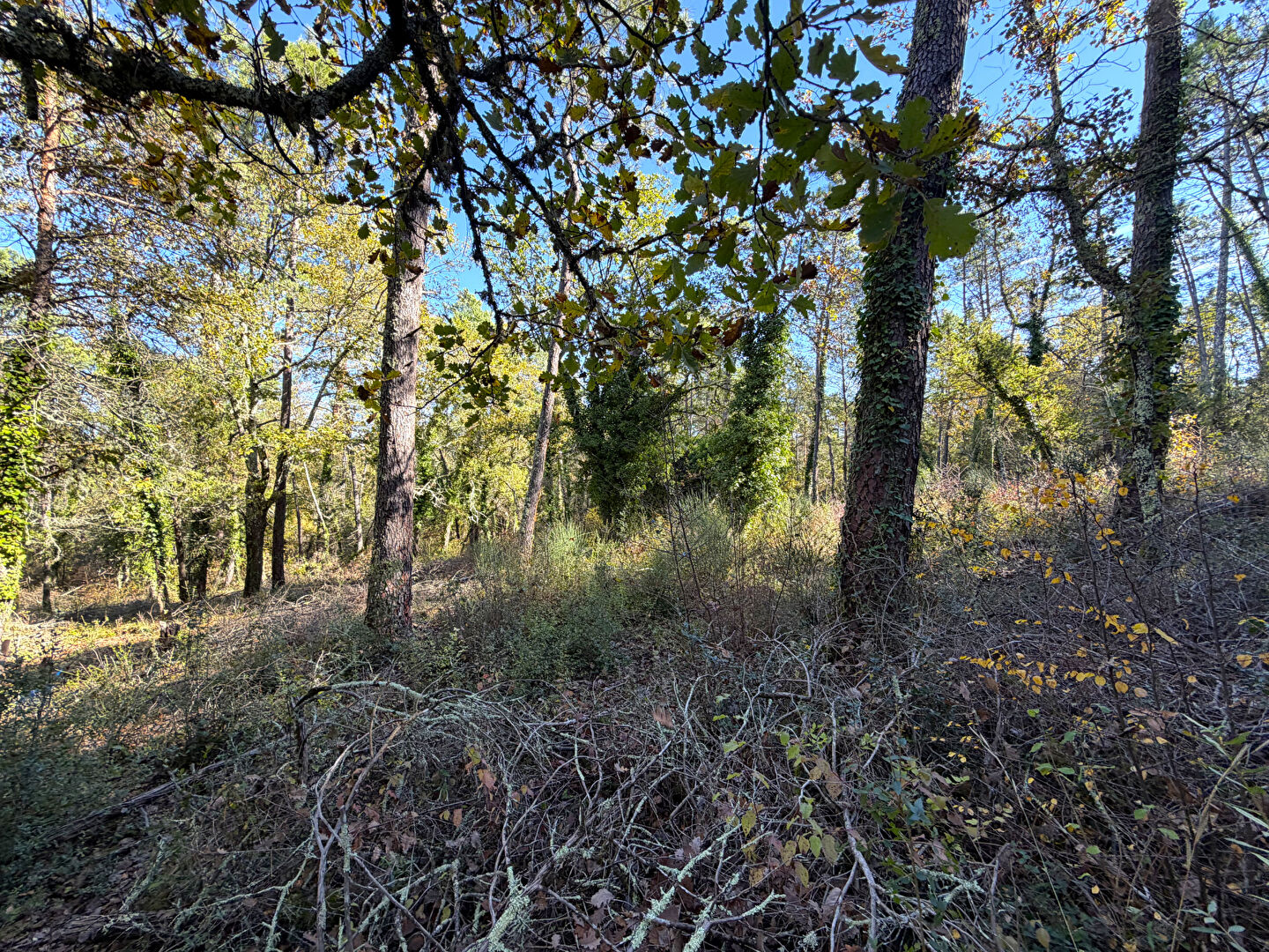 Photo Terrain avec Mazet ,Callian image 4/4