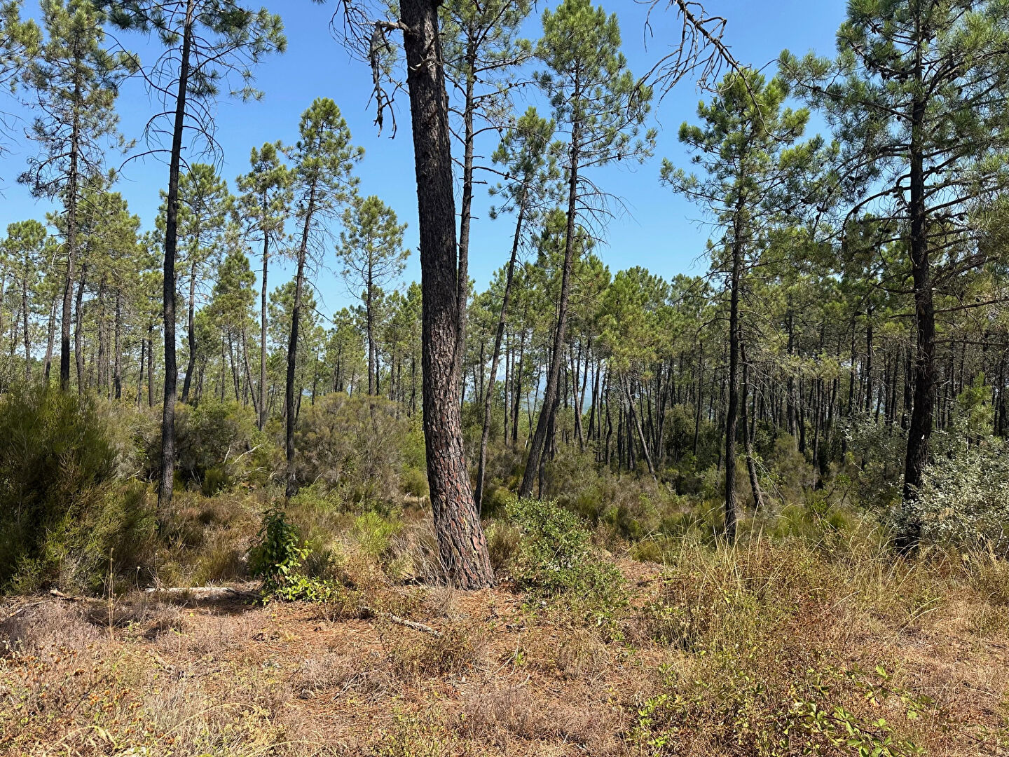 Terrain Tourrettes 9963 m2