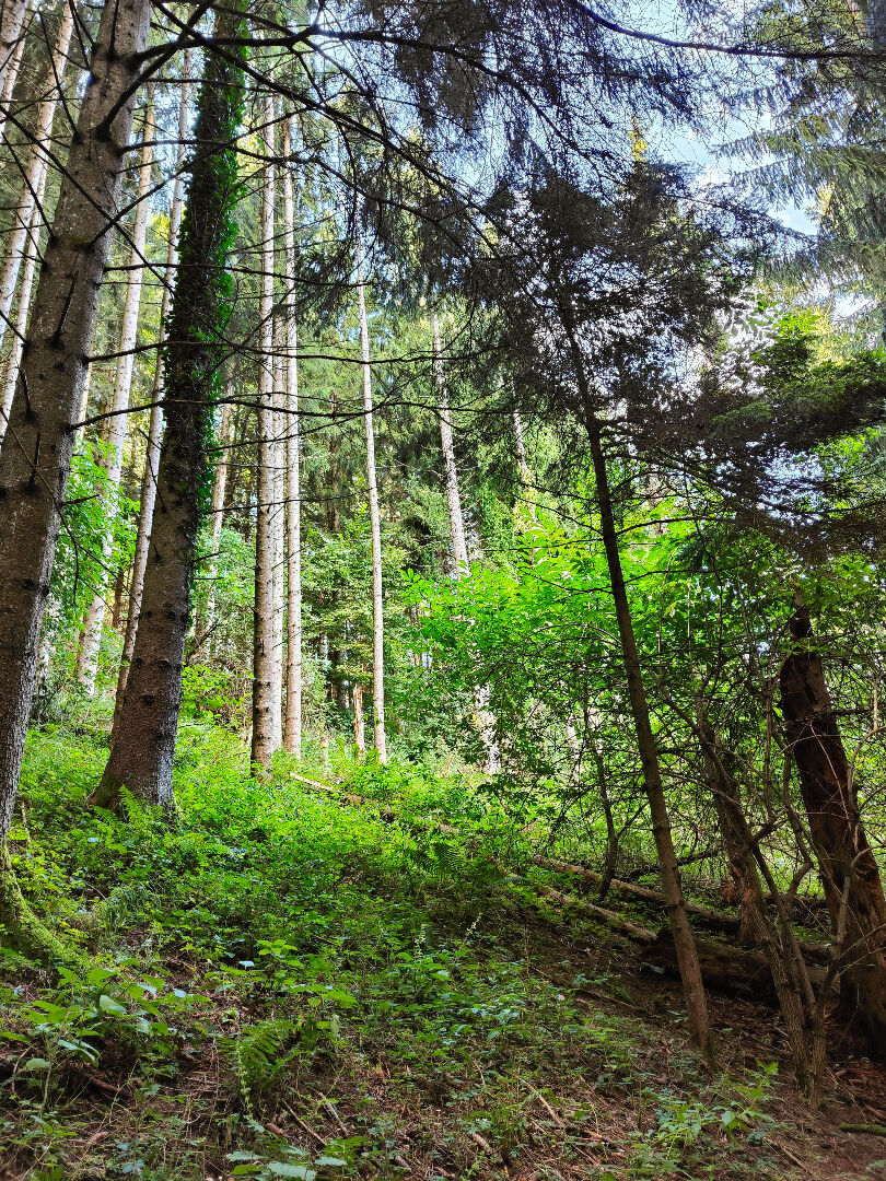 Photo Terrains - 13 589m² - La Chapelle Du Bard image 4/6