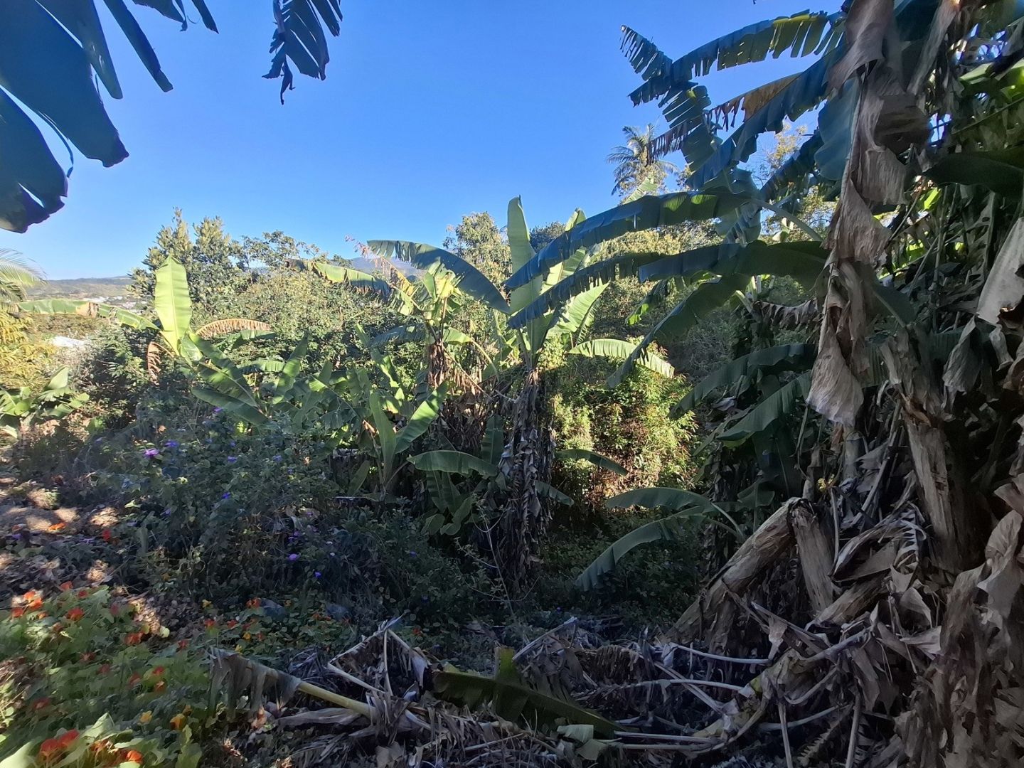 Nom Affaire/Référence du Bien : Terrain A Batir 1005 M2 Bras De Pontho Tampon