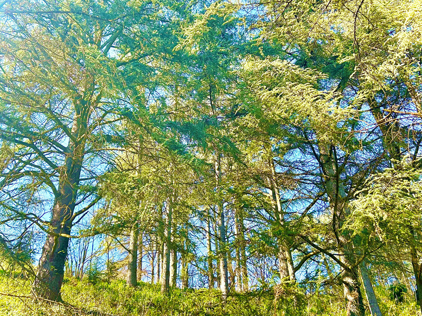 Photo GRANDE VILLA RENOVEE 205 m² + ANNEXES 155 m² EN LISIERE DE BOIS image 2/6