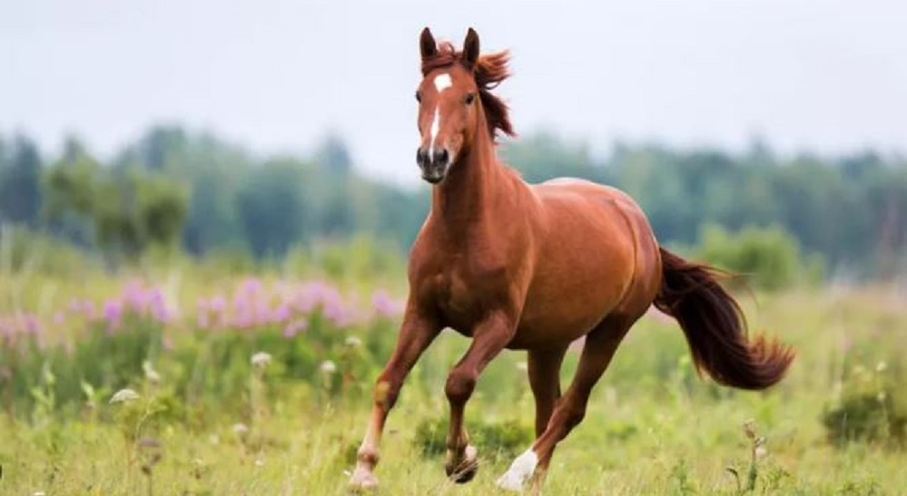 PROPRIETE SUR 16,5 HECTARES  - PREMIERE COURONNE D'ALENCON