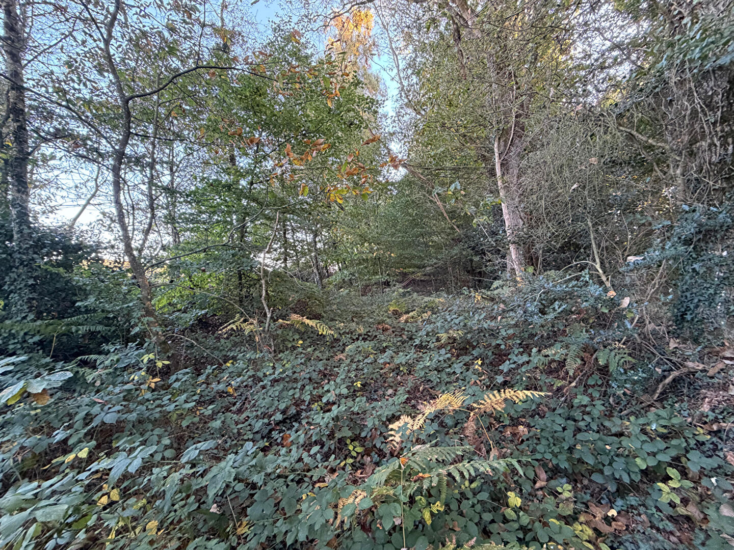 Agence immobilière de Office notarial Triau Saint Jacques de la Landes