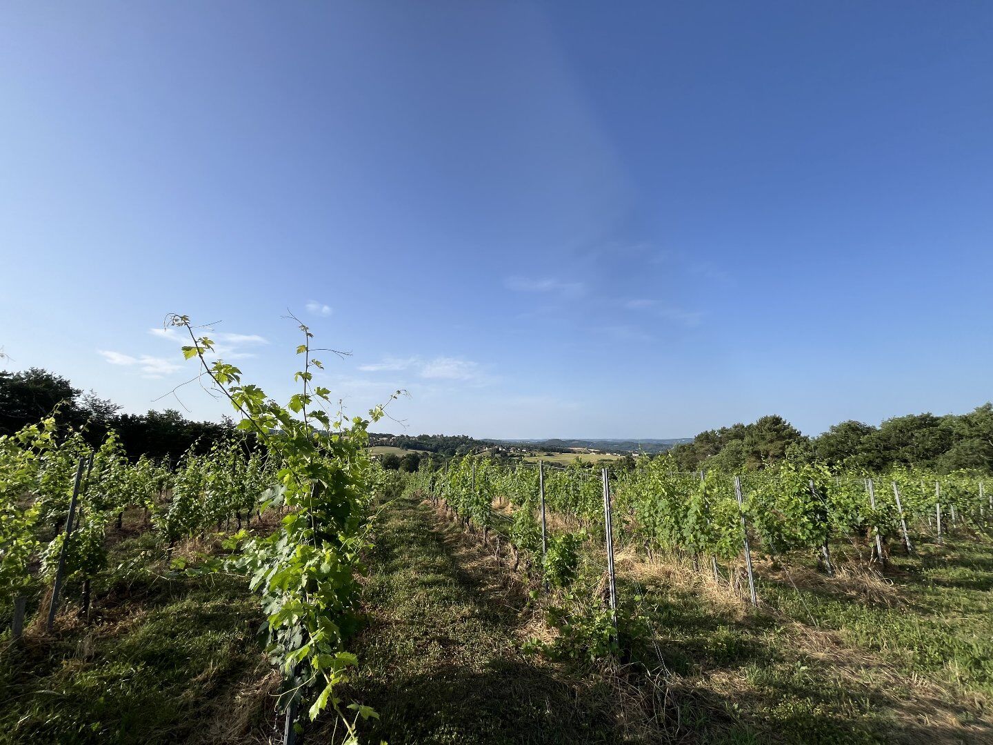 À Vendre : Terrain avec Vignes - Puy-d'Arnac (19)