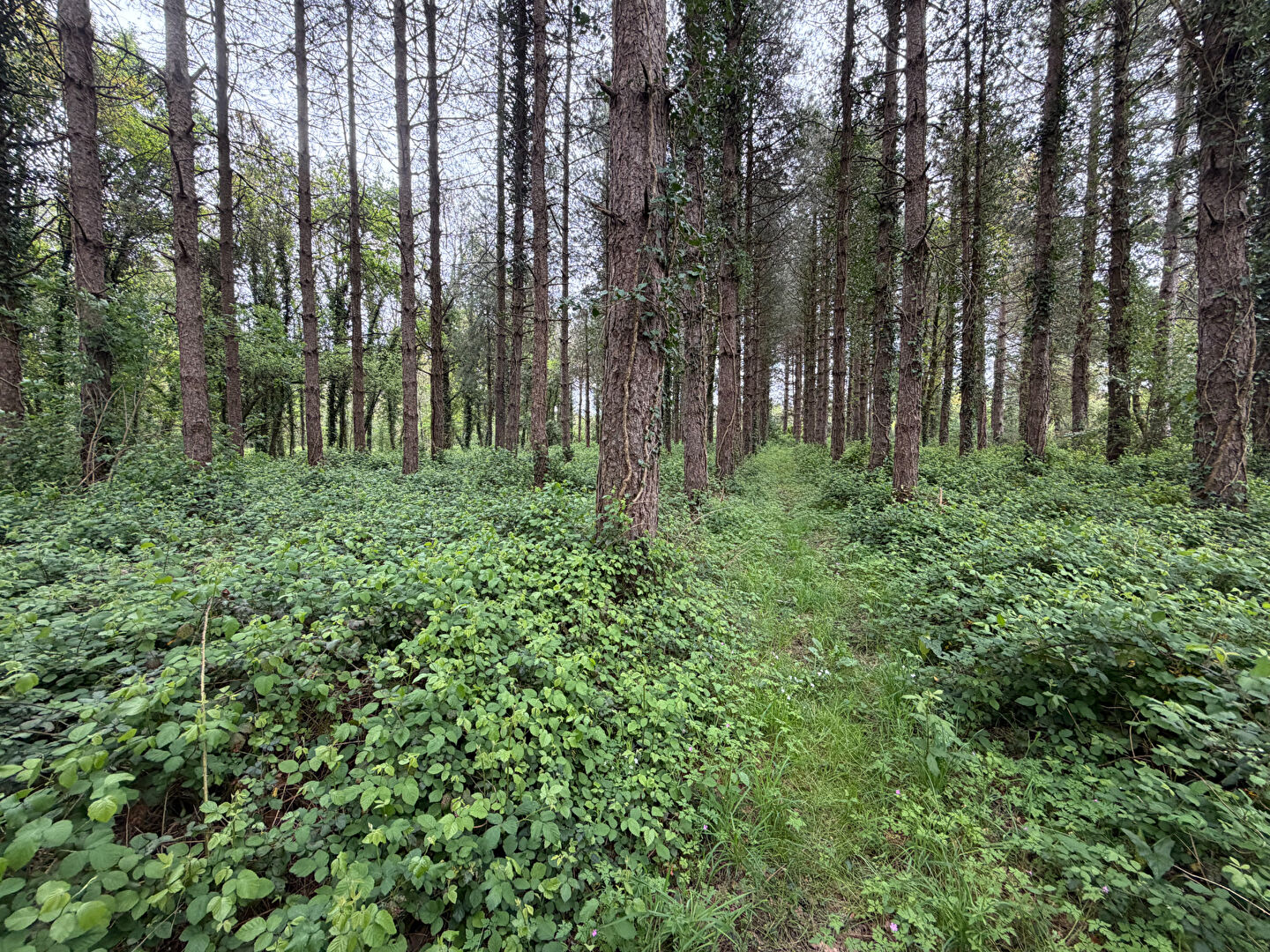 image
PROPRIETE DE LOISIRS - VENANSAULT - 25 HA