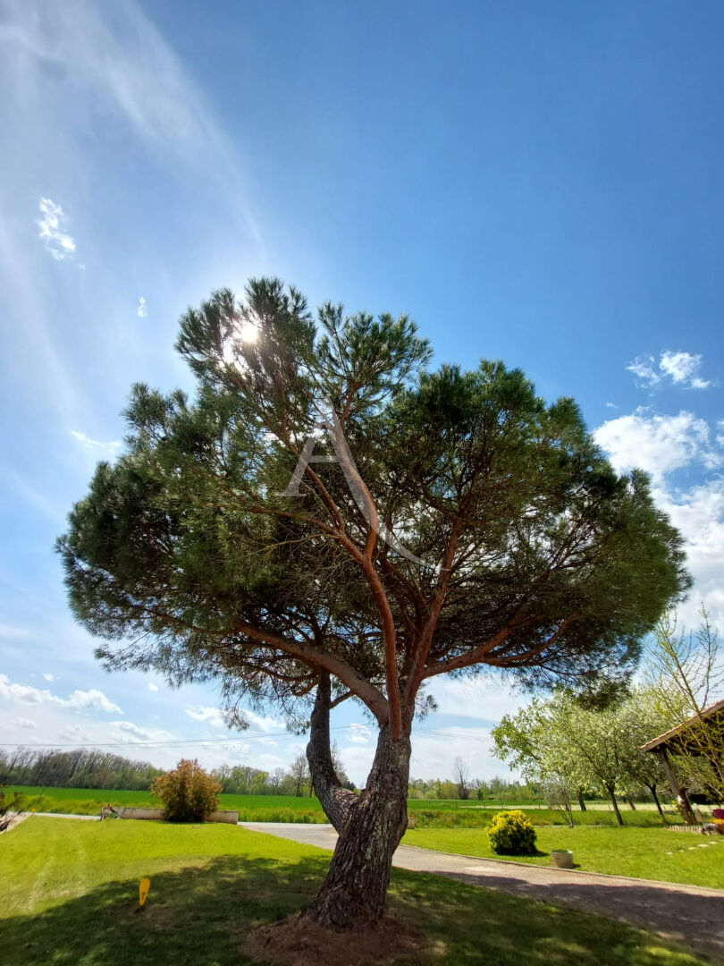 Photo Terrain constructible, viabilisé et arboré de 978 m² image 5/5