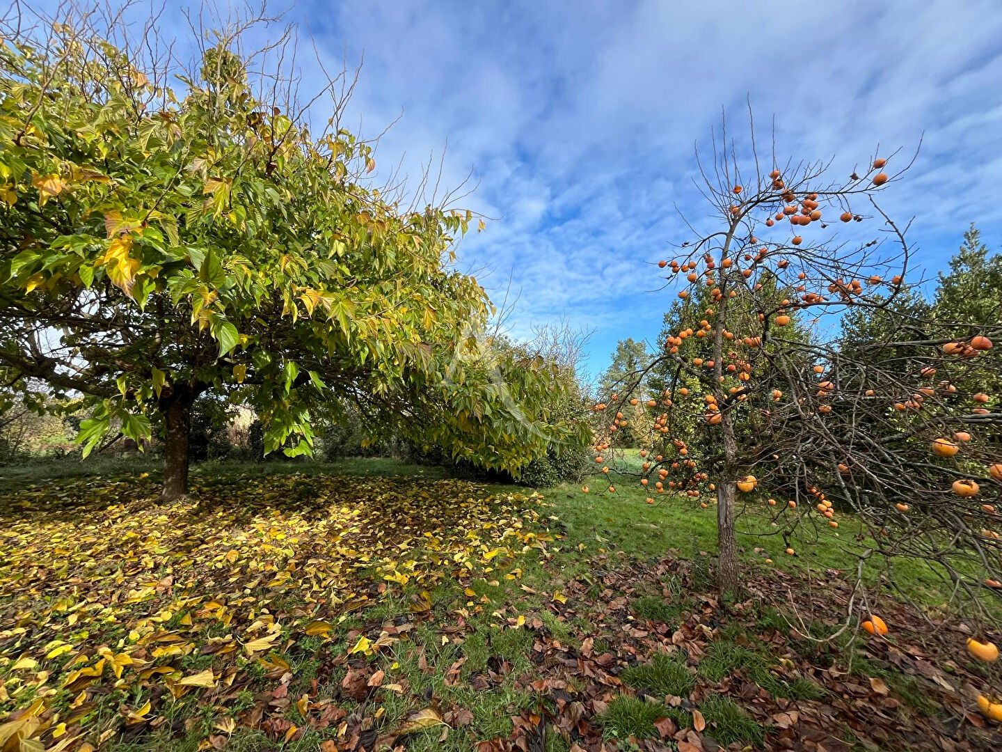 Photo Terrain à Grazac de 3500 m² image 5/6