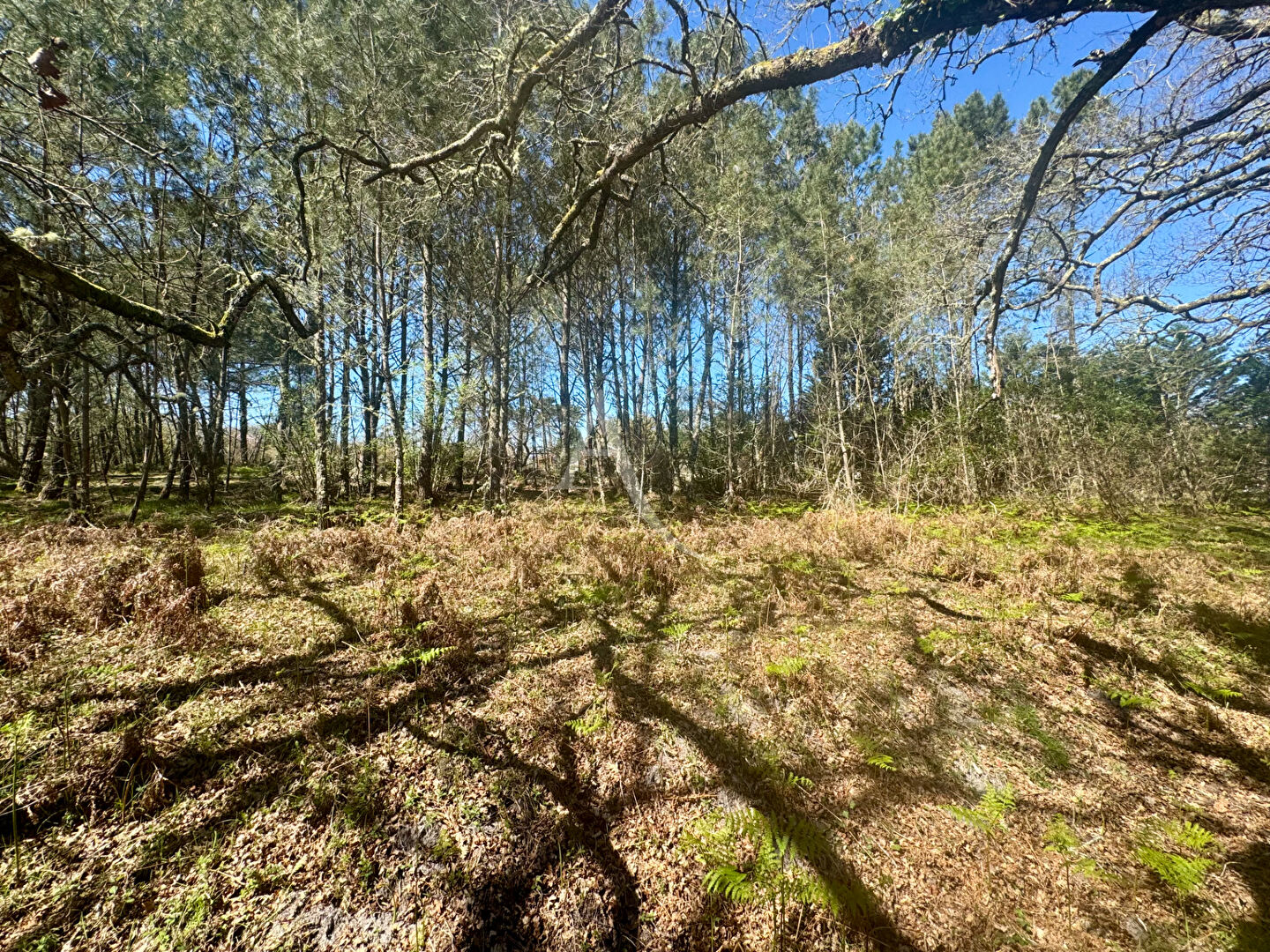 Terrain Gourbera 1640 m2