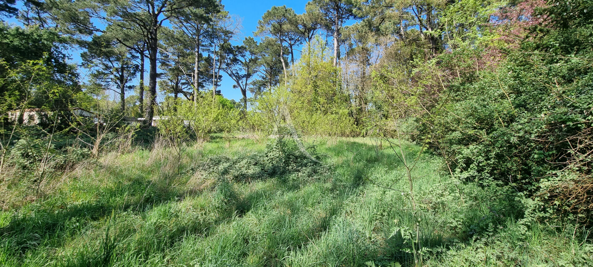 Photo Grand terrain boisée constructible  à Saint Hilaire De Riez 2863 m2 image 1/4