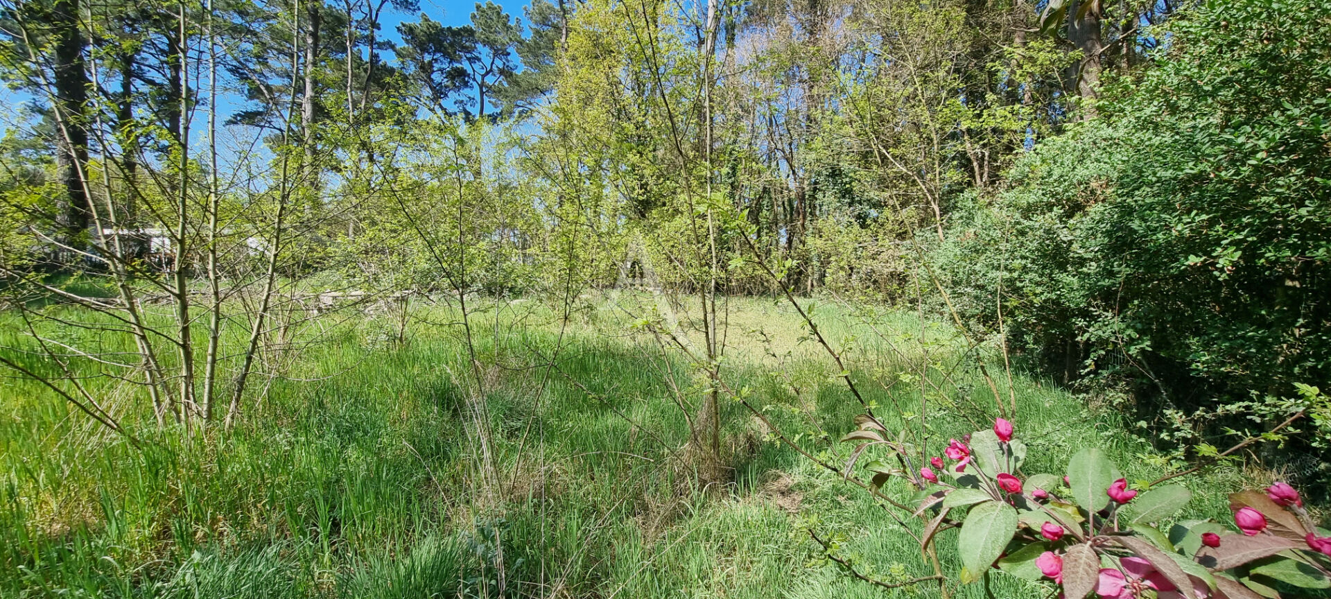 Photo Grand terrain boisée constructible  à Saint Hilaire De Riez 2863 m2 image 2/4